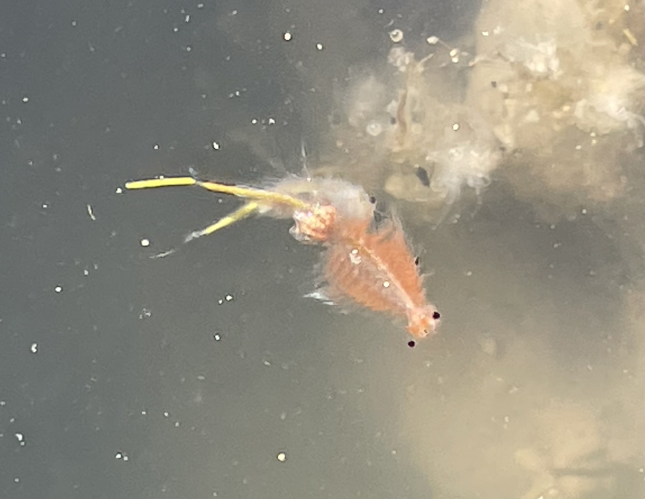 Artemia monica Verrill, 1869