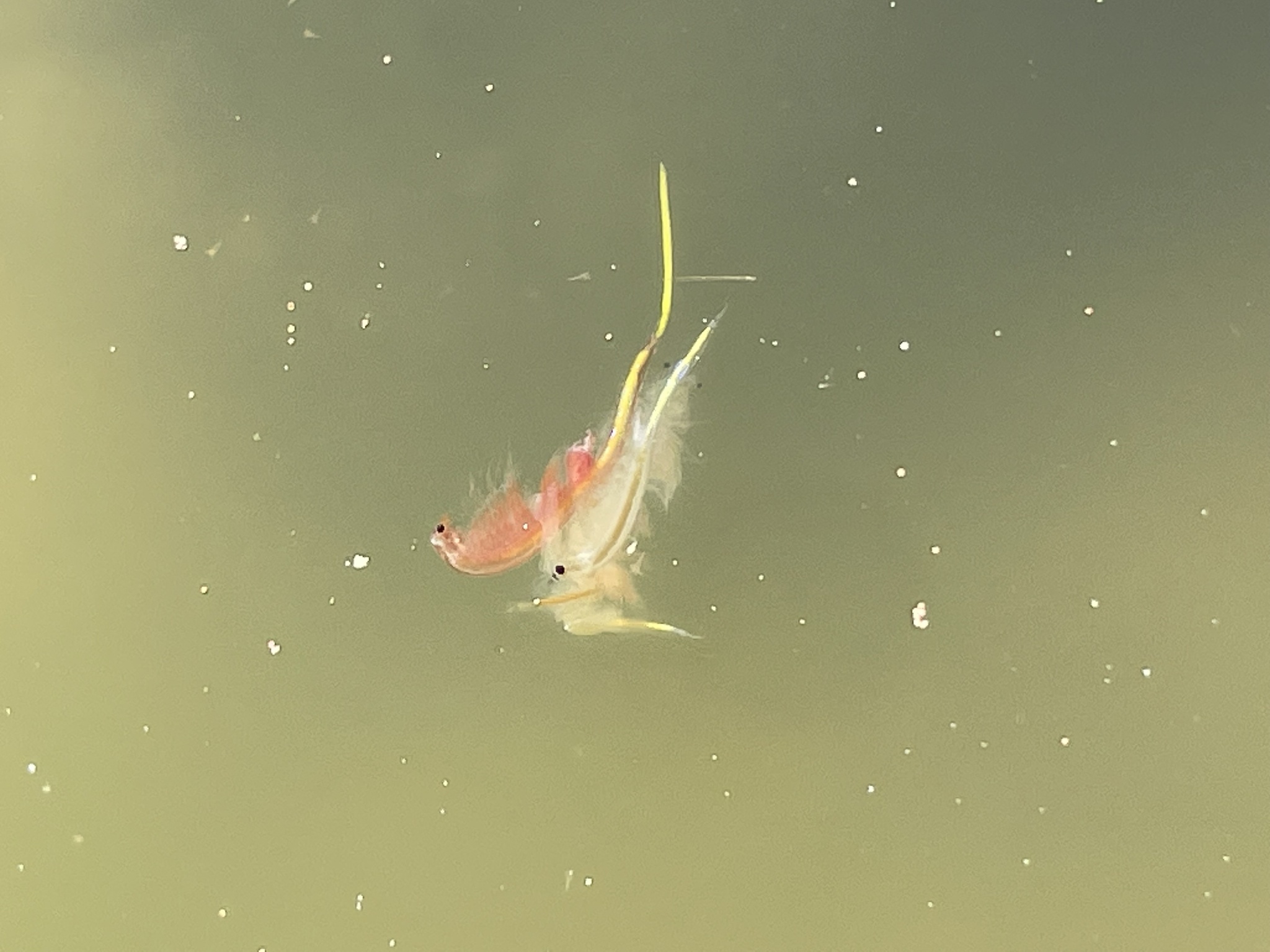 Artemia monica Verrill, 1869