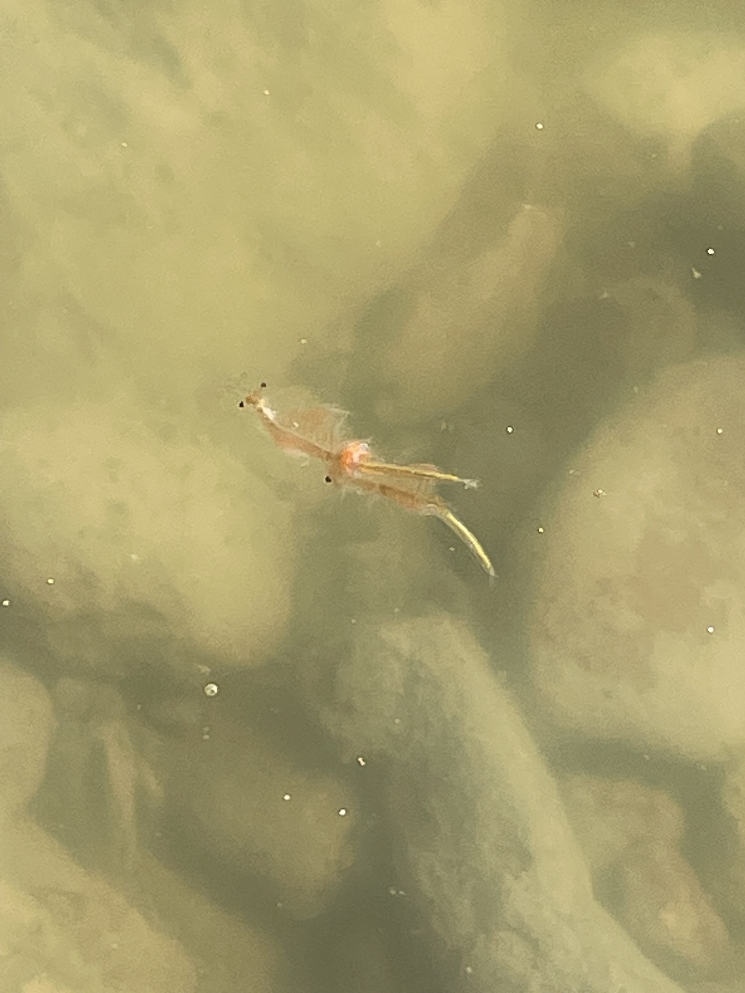 Artemia monica Verrill, 1869