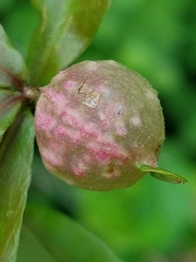 Dryocosmus quercuspalustris