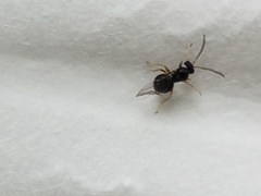 Dryocosmus quercuspalustris