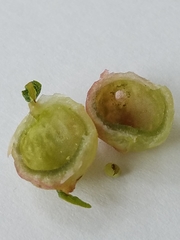 Dryocosmus quercuspalustris
