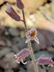 Streptanthus hispidus