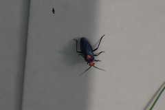 Prepops rubrovittatus