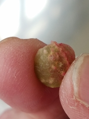 Dryocosmus quercuspalustris