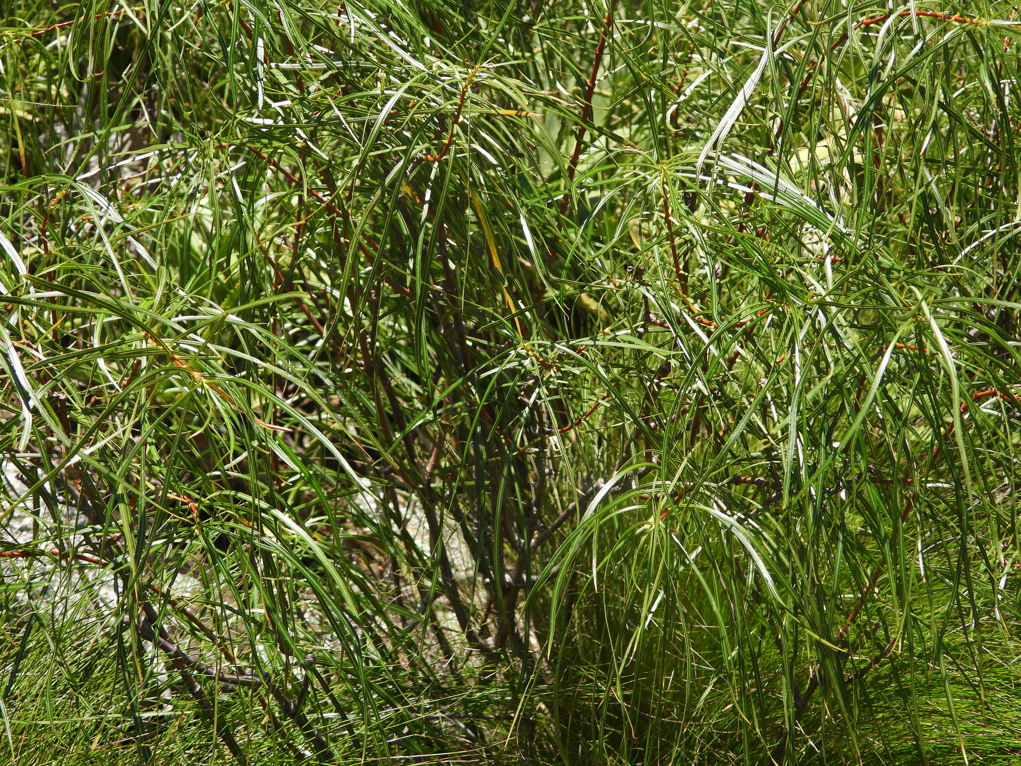 Ischnolepis graminifolia (Costantin & Gallaud) Klack. 2