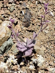 Streptanthus hispidus