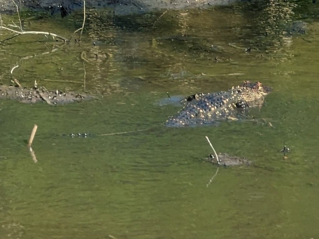 American Alligator from W37R+6C Bayou Petite Anse / Marsh Trail, Avery ...