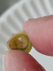 Dryocosmus quercuspalustris