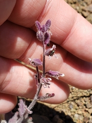 Streptanthus hispidus