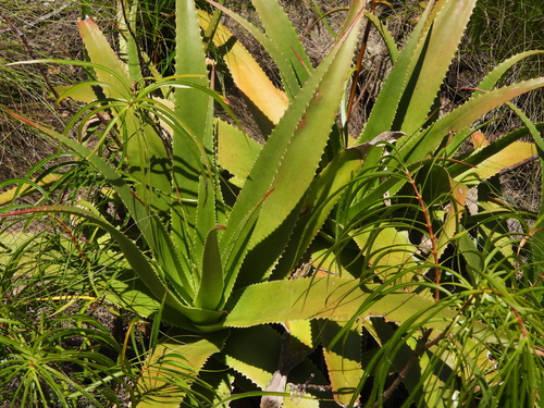 Aloe macroclada, photograph 6