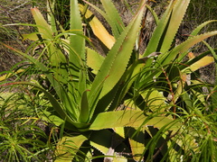 Aloe macroclada, photograph (c) amantedarmanin, some rights reserved (CC BY)