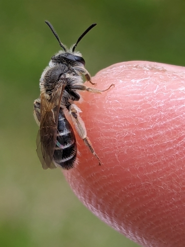 Nason's Mining Bee photo 4