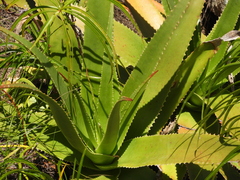 Aloe macroclada, photograph (c) amantedarmanin, some rights reserved (CC BY)