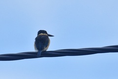 Todiramphus sanctus canacorum