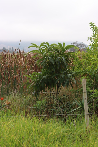 Image of Rauvolfia afra by (c) Tony Rebelo, some rights reserved (CC BY-SA)