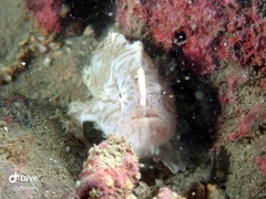 Antennarius striatus