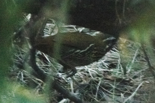Rufous-tailed Antthrush