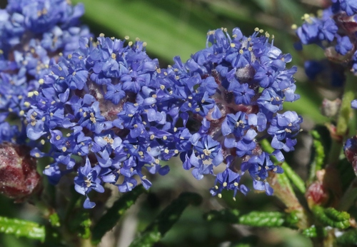 Hearst's Ceanothus