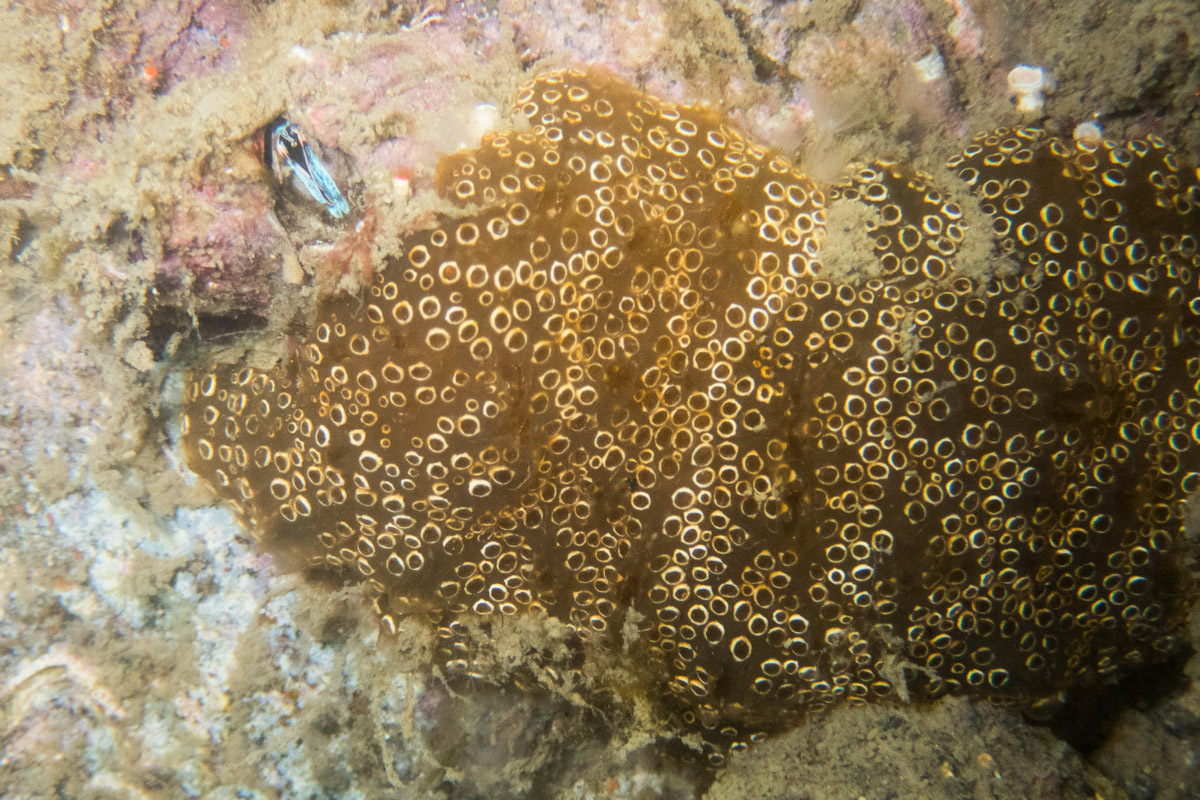 Distaplia bermudensis Van Name, 1902