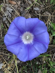Ipomoea lindheimeri