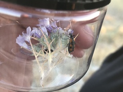 Eupompha elegans