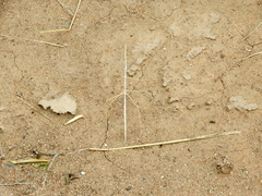Carphoproscopia lancea