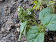 Phacelia pachyphylla