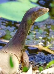 Varanus mertensi