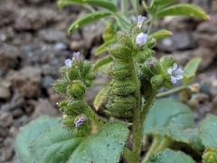 Phacelia pachyphylla