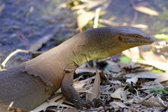 Varanus mertensi