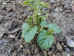 Phacelia pachyphylla