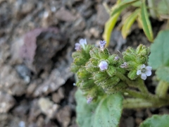 Phacelia pachyphylla