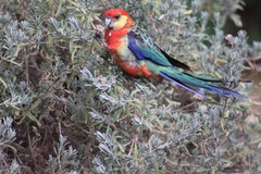 Platycercus icterotis