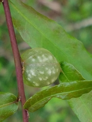 Dryocosmus quercuspalustris