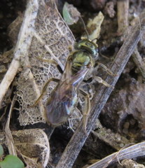Lasioglossum zephyrus