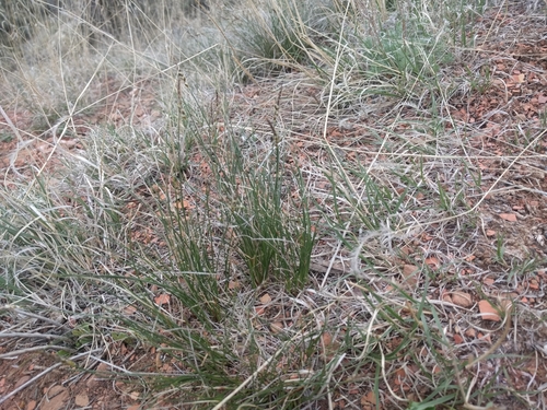 threadleaf sedge (Carex filifolia)