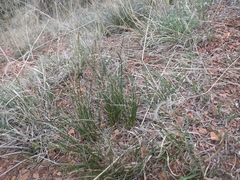 Carex filifolia