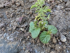 Phacelia pachyphylla
