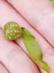 Dryocosmus quercuspalustris