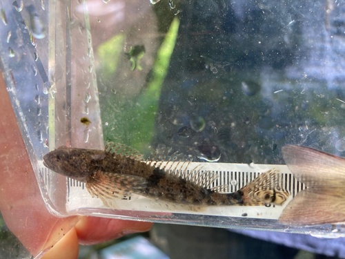 Kustdonderpad (Cottus aleuticus) — Cottidae — 4