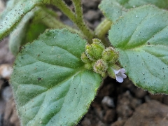 Phacelia pachyphylla