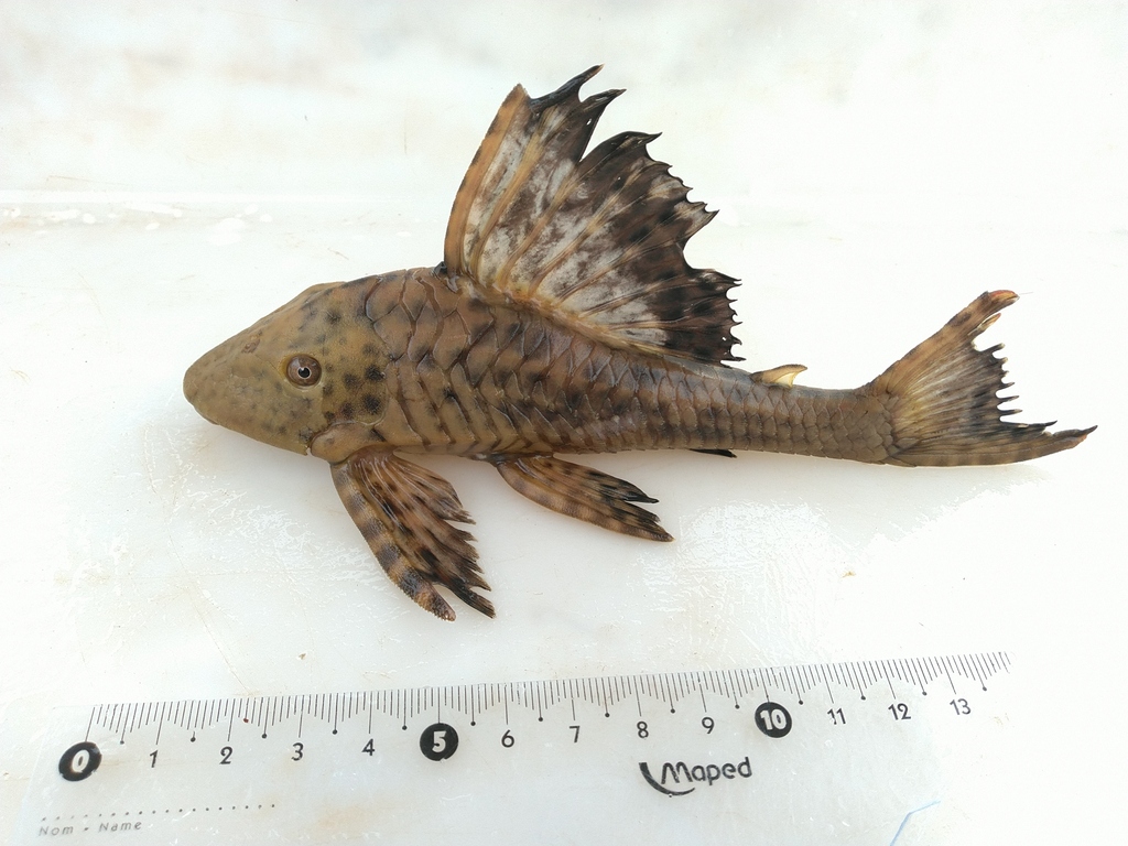 Lepeltand-harnasmeerval (Hypostomus cochliodon) — Loricariidae