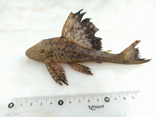 Spoontooth pleco (Hypostomus cochliodon) — Loricariidae