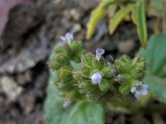 Phacelia pachyphylla