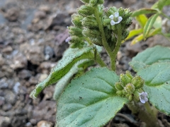 Phacelia pachyphylla