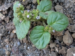 Phacelia pachyphylla