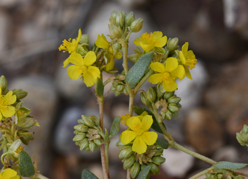 Helianthemum squamatum (L.) Pers.