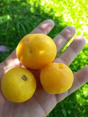Eugenia pyriformis