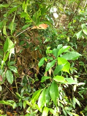 Eustigma oblongifolium